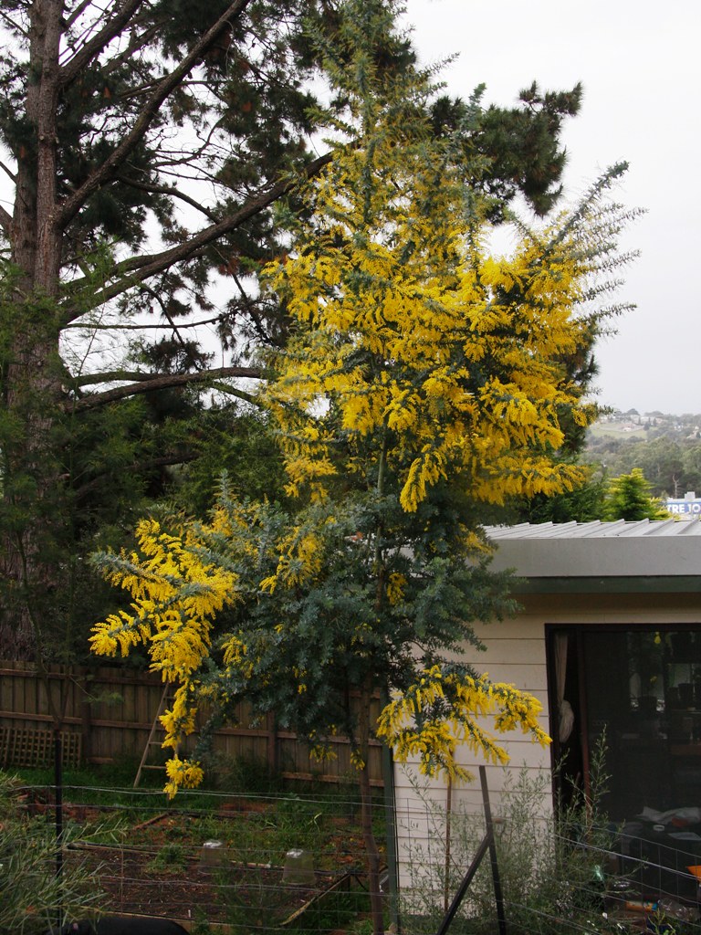Cootamundra Wattle [Acacia baileyana] in my garden Australian