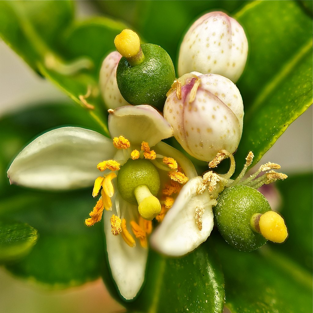 Kaffir Lime Bulbs, flowers and fruits all in one en.wiki… Flickr