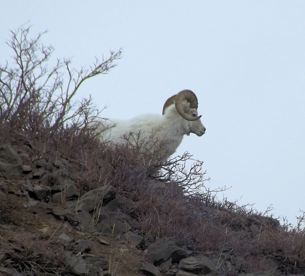 Denali National Park Dall Sheep dancingnomad3 Flickr