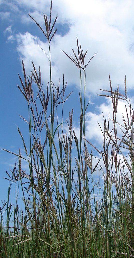 Big Bluestem Big bluestem is a native tallgrass prairie pl… Flickr