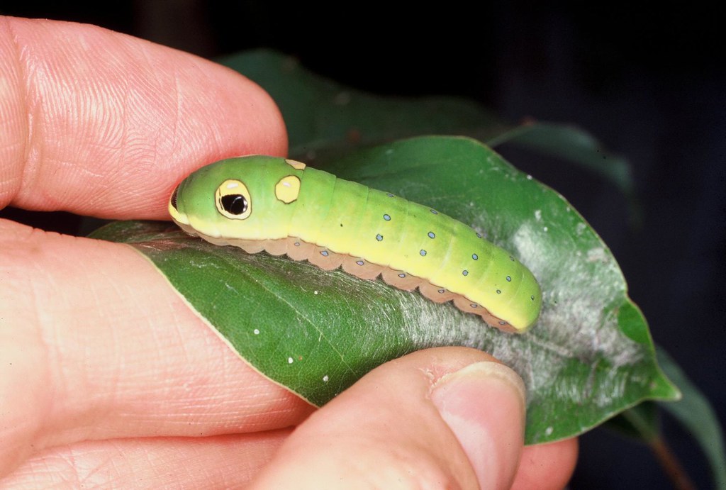 Spicebush Caterpillar Houston Museum of Natural Science