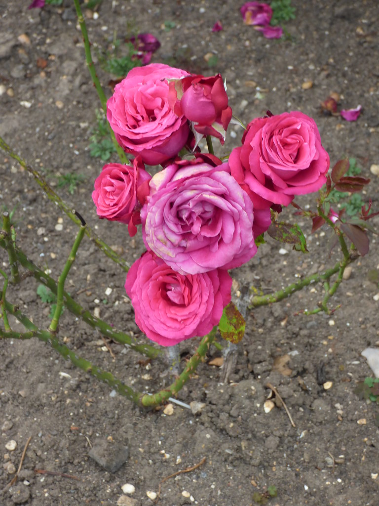 Gardens at Hampton Court Palace the Rose Garden roses … Flickr