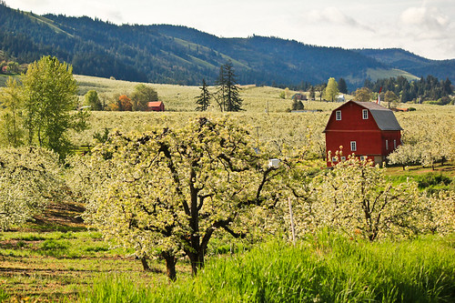 hood river apple blossom festival 2023 IMG_77812 Spring blossoms in the Hood River Valley, Pacif… Flickr