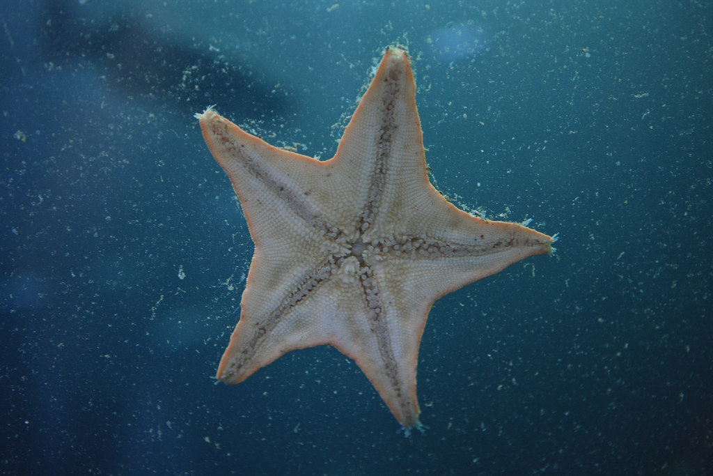 Underside of a Bat Star (Asterina miniata) The Bat star (A… Flickr