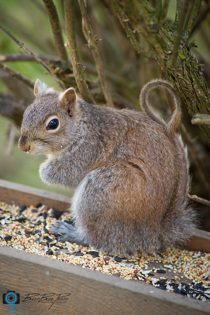 Squirrel with the shaved tail Dennis Roell Flickr