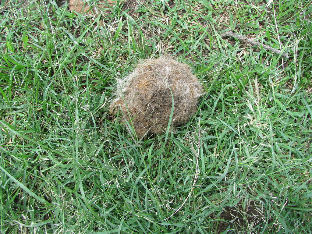 Lion droppings More lion droppings. And to think His Majes… Flickr