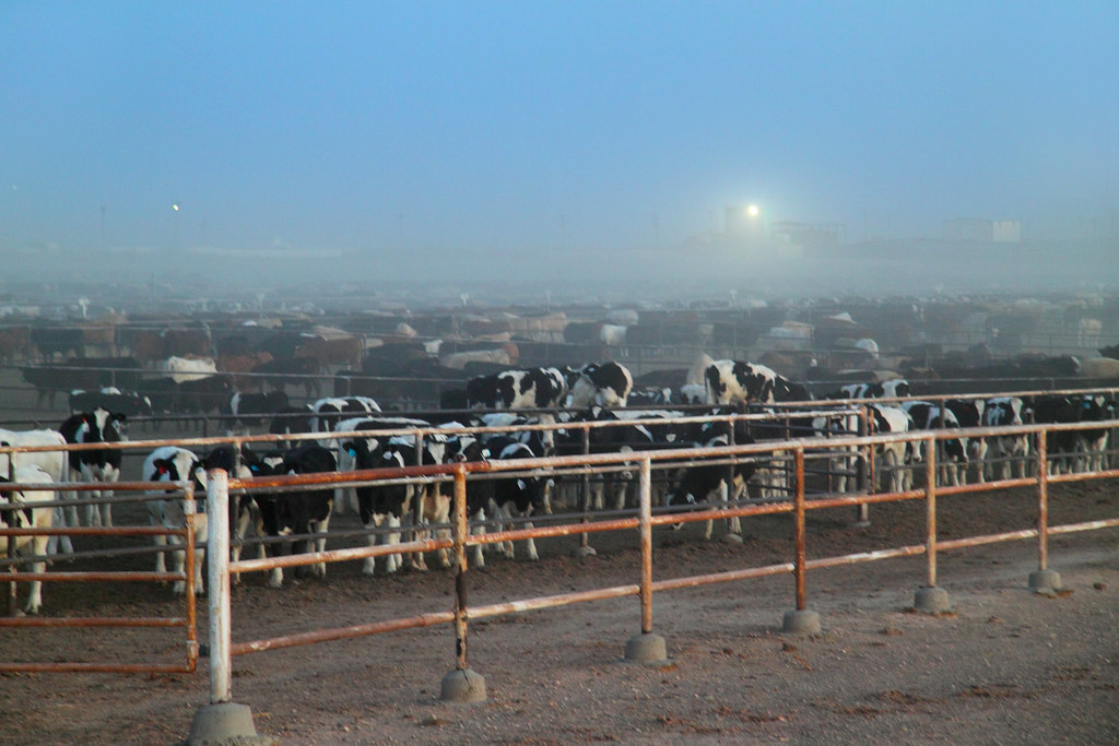Xit Feeders, near Dalhart, TX, on Rte 54 David Thompson
