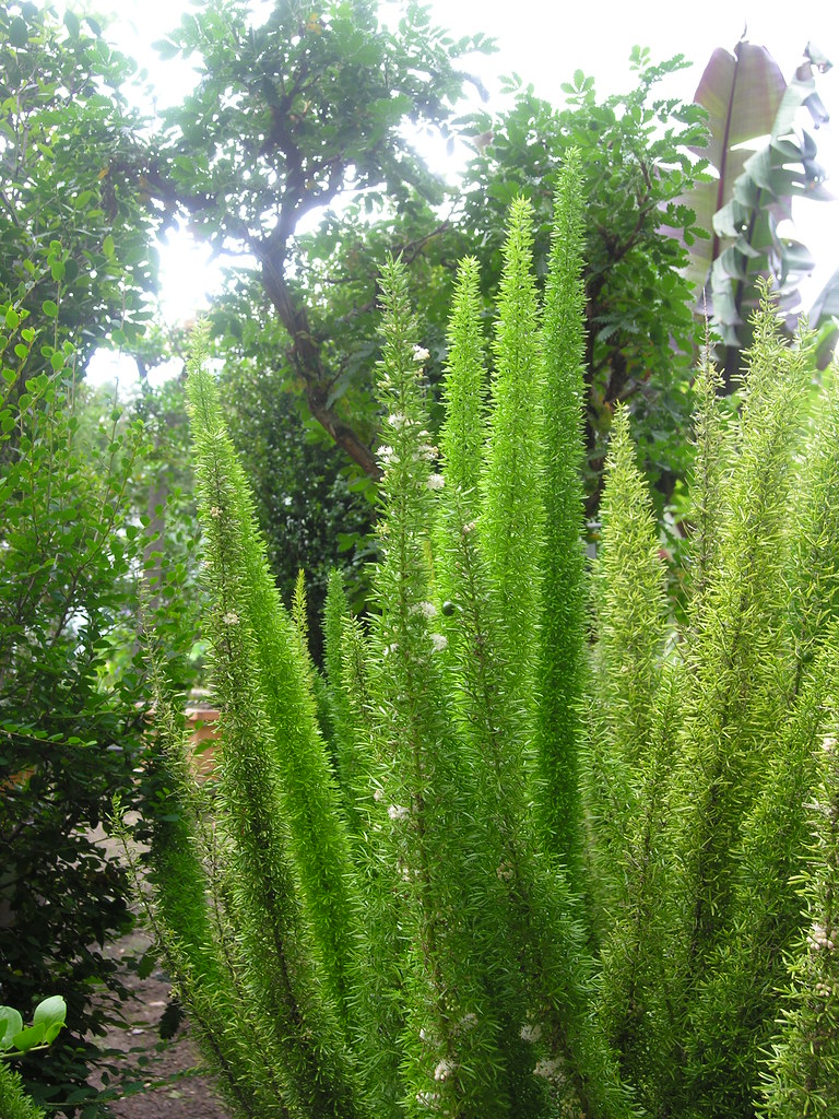 Asparagus densiflorus ´Meyeri´02 Universität Göttingen Flickr