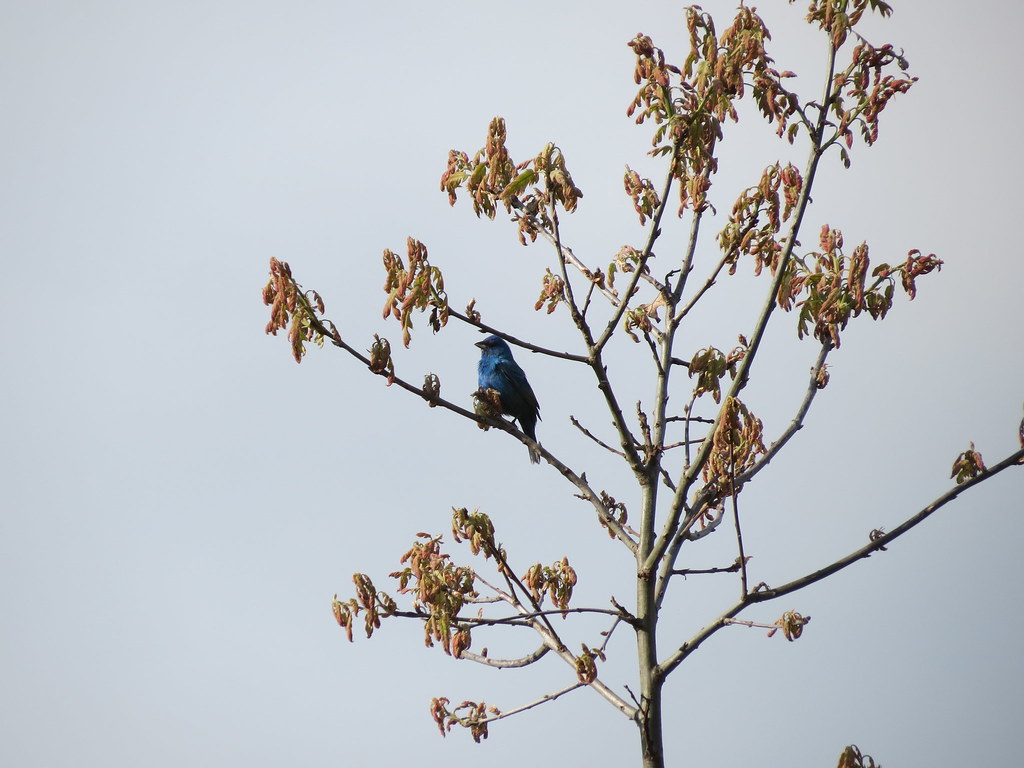 Indigo Bunting (Passerina cyanea) Oak Openings, Ohio Michael