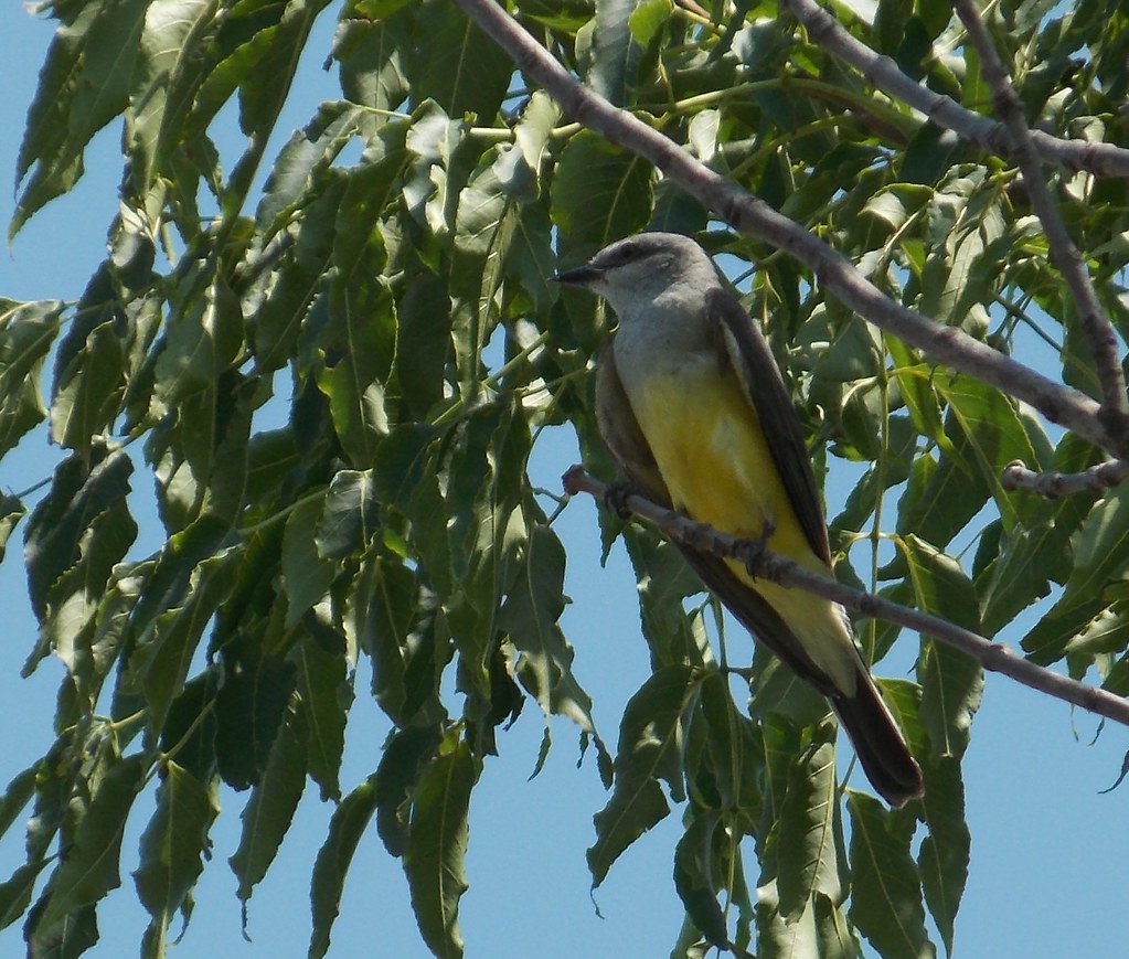 Western Kingbird 06/24/12 Douglas County, Nebraska billybush111