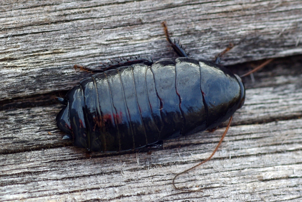 Barkcockroach Platyzosteria sp., Mount Direction Simon Grove Flickr