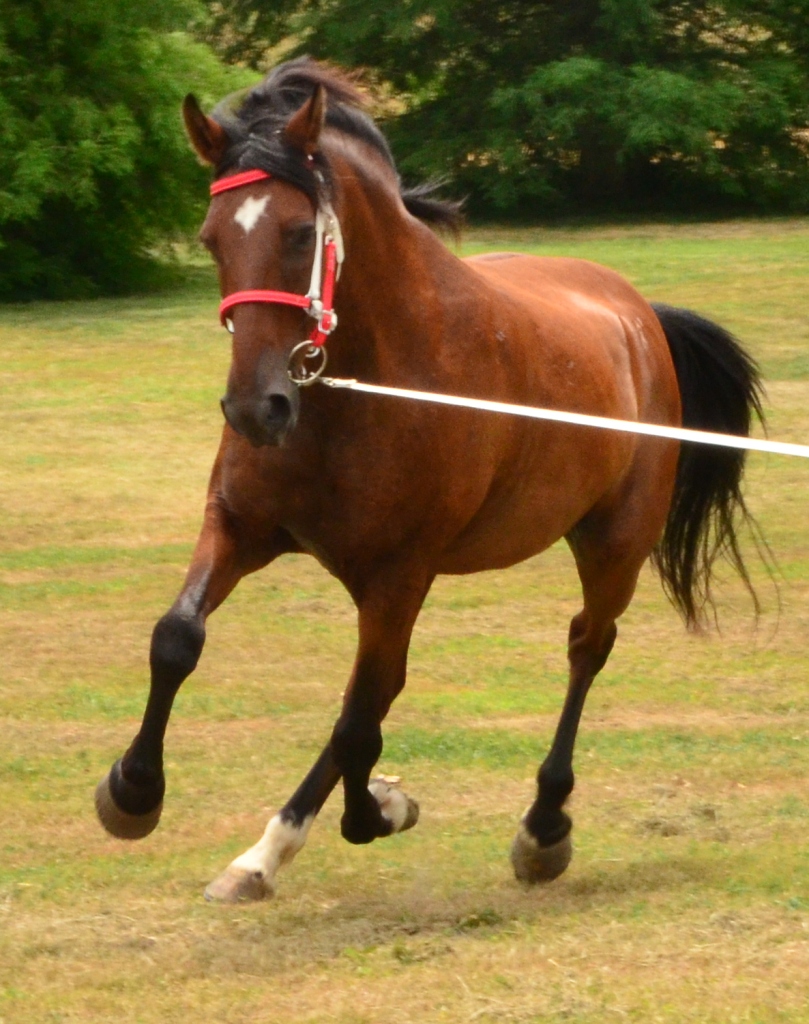 64 Two Horse Tack Flickr