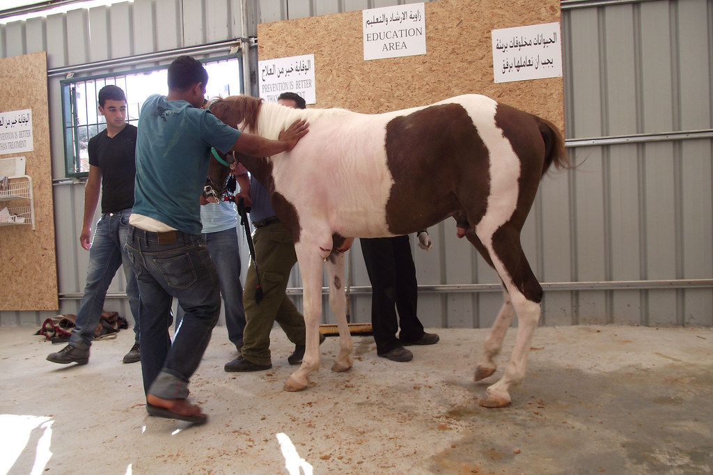 DSCF0270 Safe Haven for Donkeys in the Holy Land Official Flickr