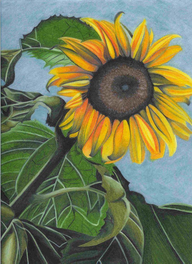 Colored Pencil Sunflower Colored pencil Sunflower by Jenny… Flickr
