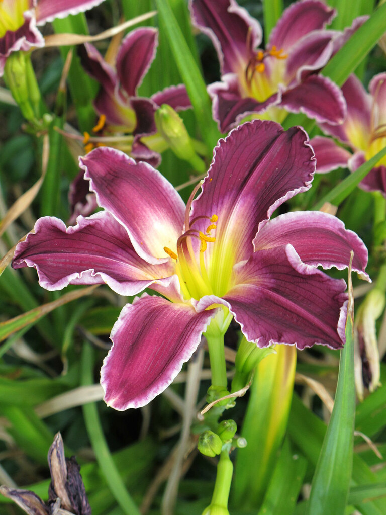 Daylily, Kentlands, Flowers IMG_2850 July 4, 2012 photowal… Flickr