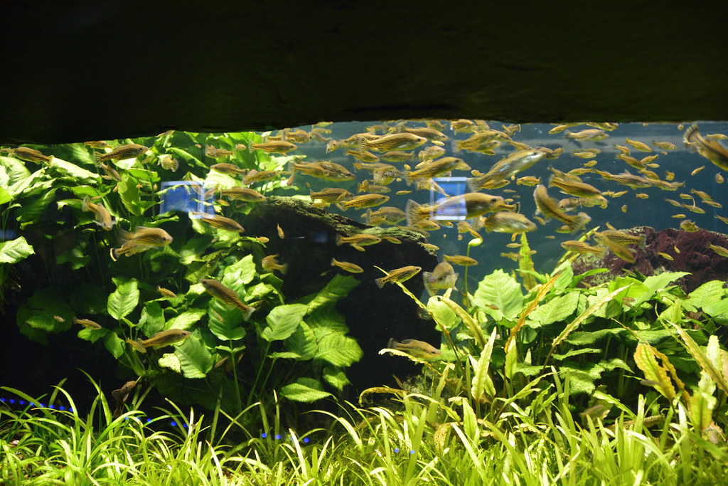 Chester Zoo (524) Aquarium Richard Southwell Flickr