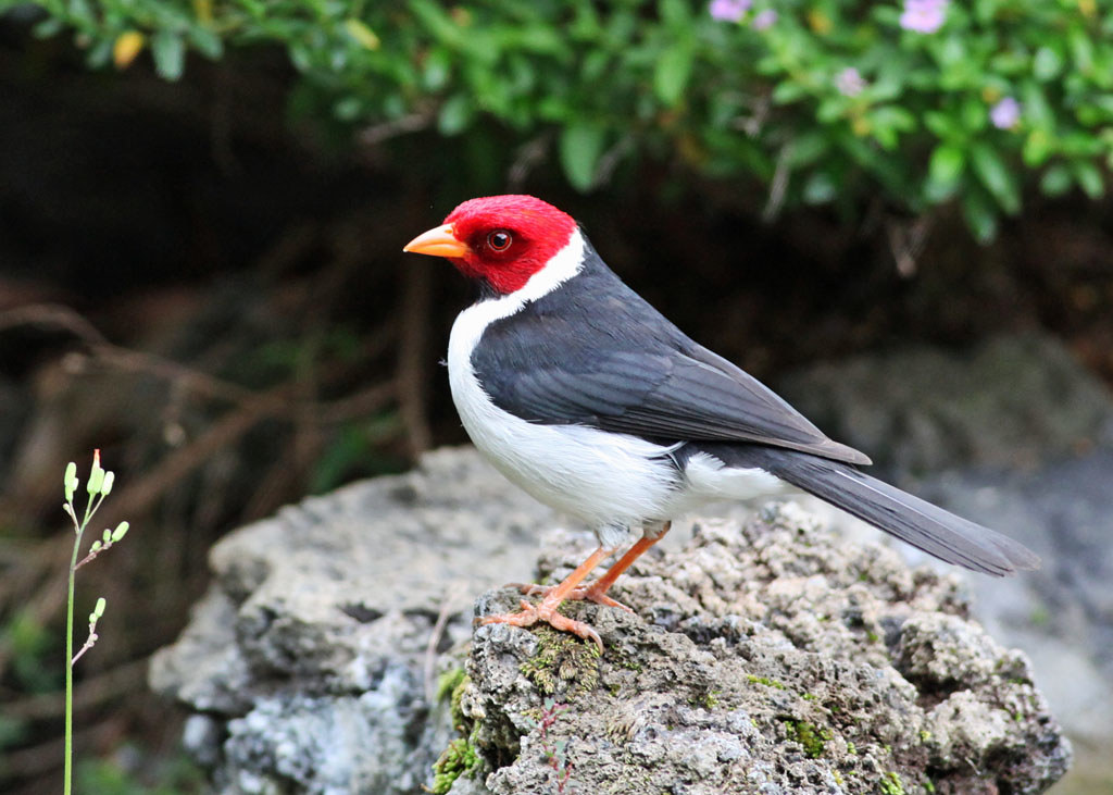 Yellow Billed Cardinal Hawaii Susan Poirier Flickr