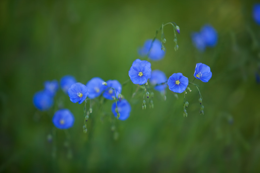 Blue Wildflowers I photographed these urban wildflowers (b… Flickr