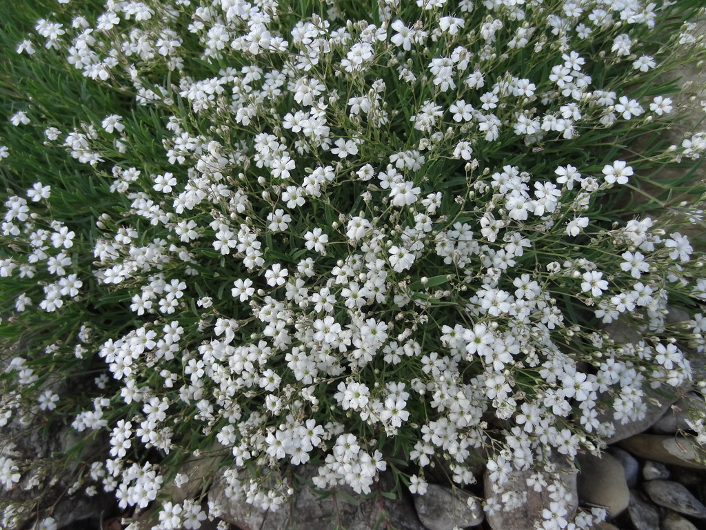 Gypsophila repens L. Caryophyllaceae, Kriechendes Seifenkr… Flickr