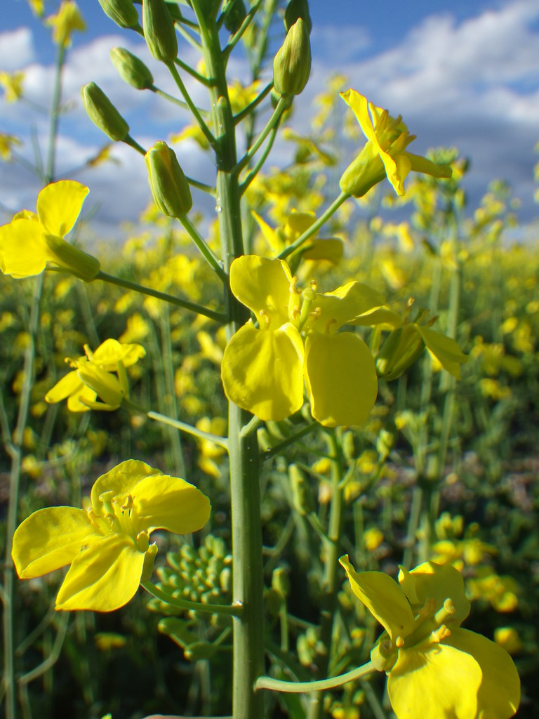 Brassica rapa The inflorescences and flowers are very simi… Flickr