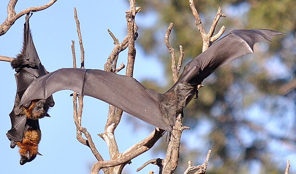 Bats for Dummies How to land a Bat, safely. DSC_025639 Flickr