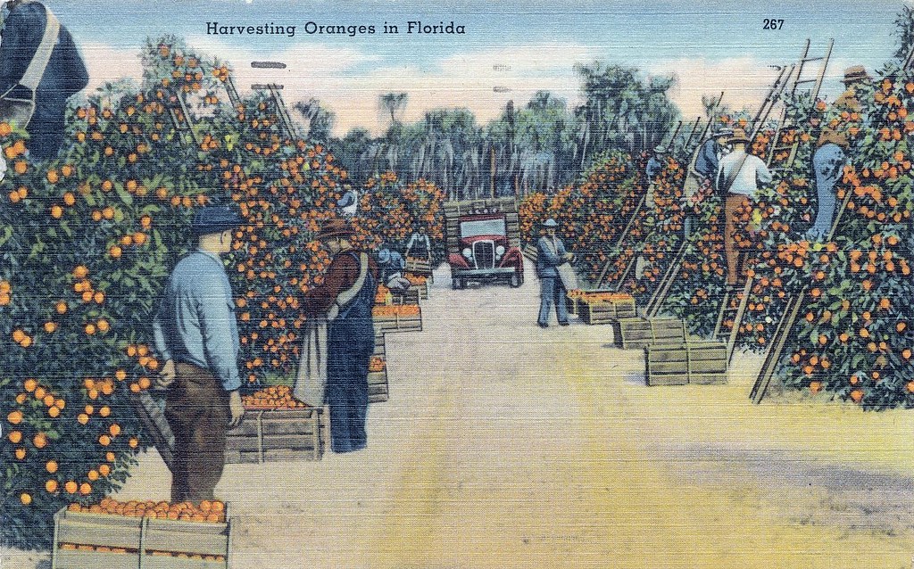 Harvesting Oranges in Florida Harvesting Oranges in Florid… Flickr