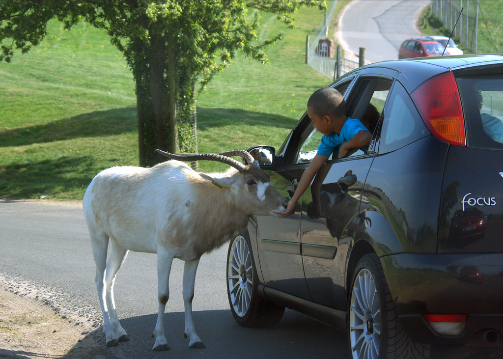 Feeding the animals West Midlands Safari Park, April 2011.… Flickr