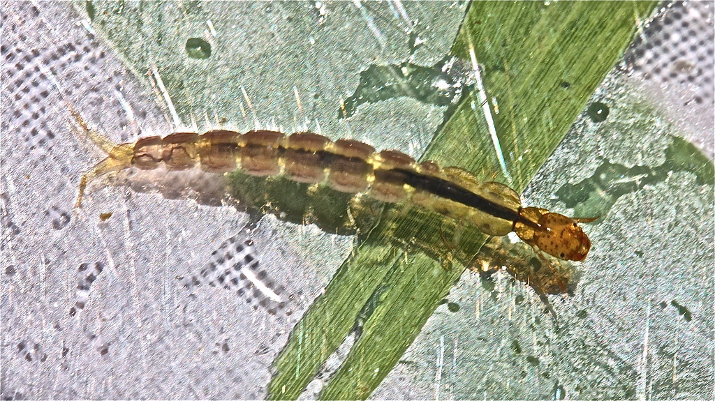 Caddisfly larva, genus Polycentropus Bob Henricks Flickr