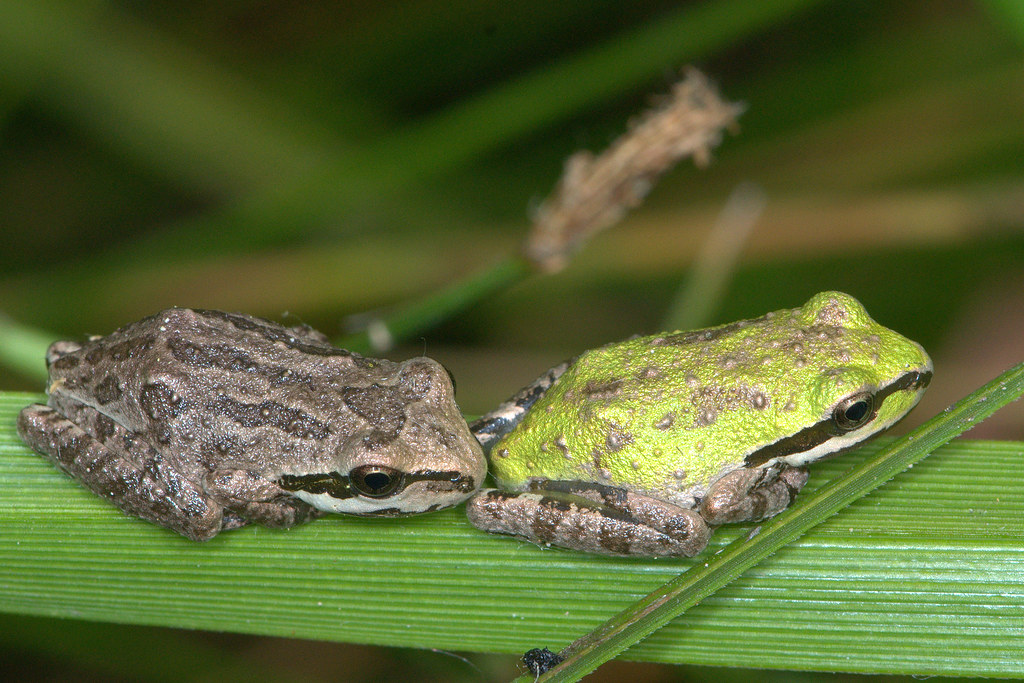 Baja California Tree Frogs 6 The Baja California Tree frog… Flickr