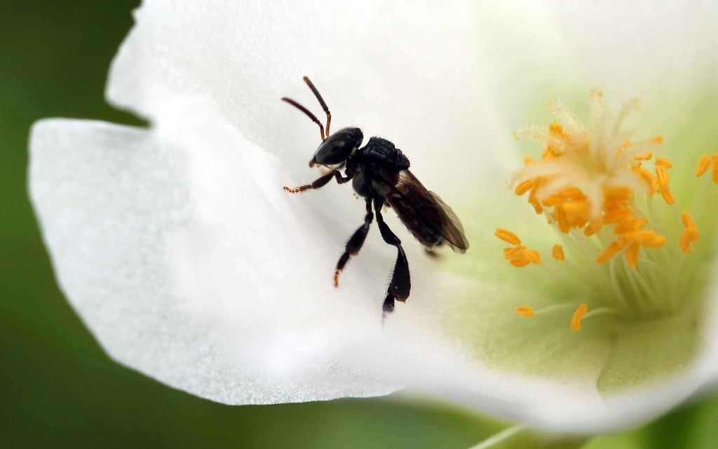 After the nectar! Captured in Sri Lanka Renuka Marshall Flickr