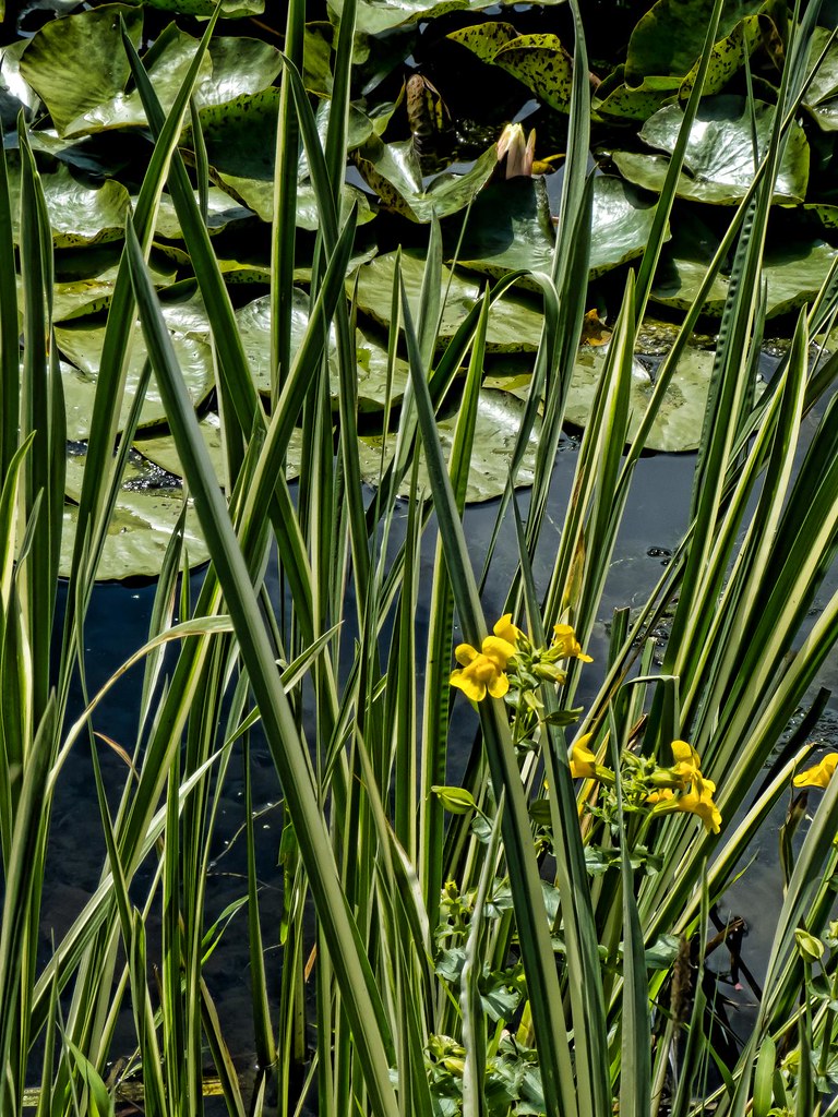 tiny yellow flowers growing along the bank of a pond at the Oregon Garden near Silverton a