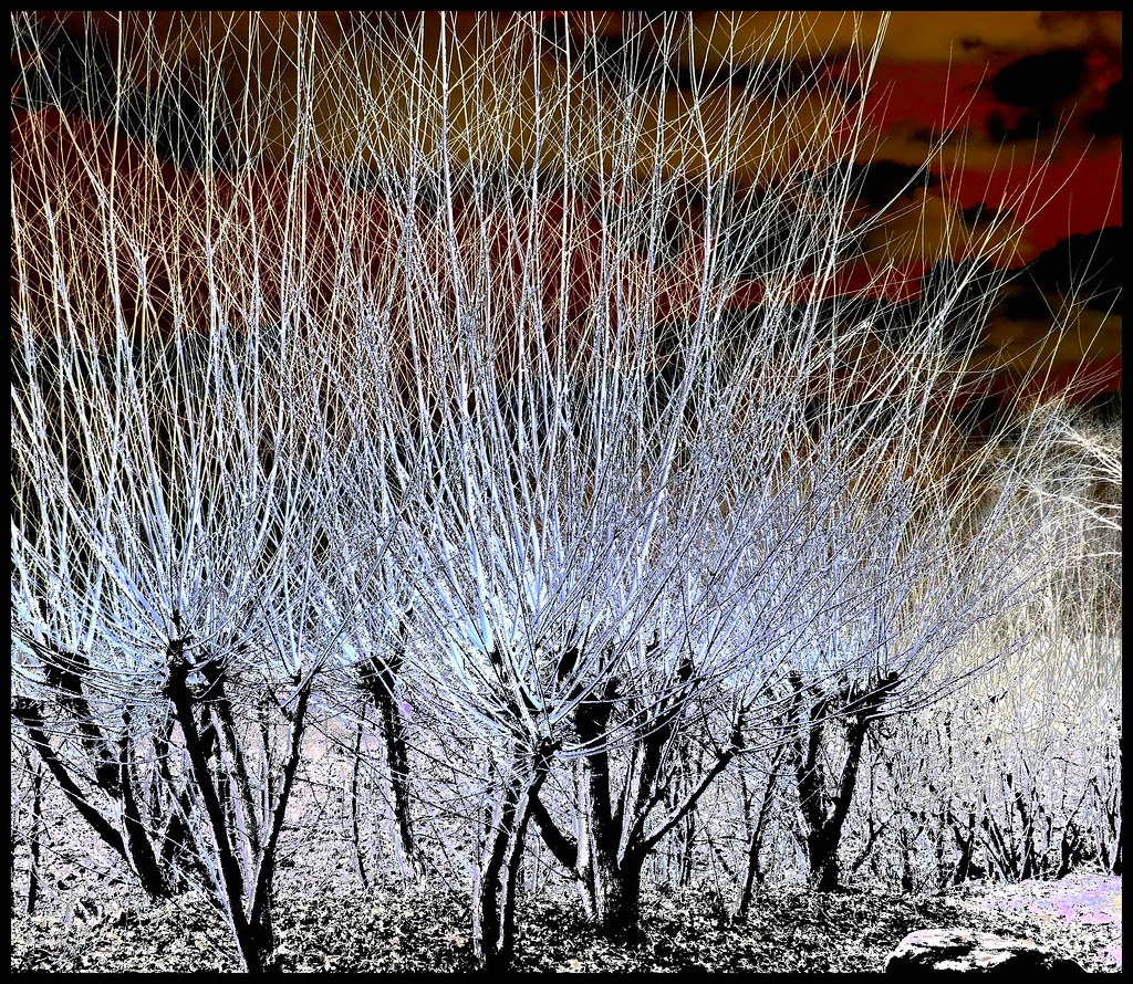 Buissons ardents Bernard PANIGOT Flickr