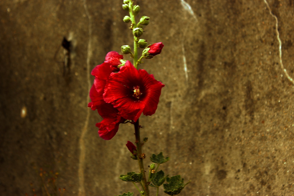 Hollyhock Fruitfulness, Ambition(Flower meaning) Alcea set… Flickr