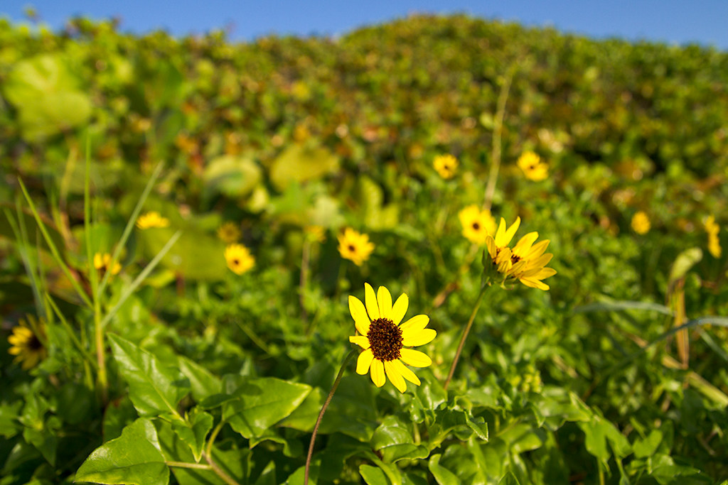 Dune Sunflower Dune Sunflower Helianthus debilis South Bea… Flickr