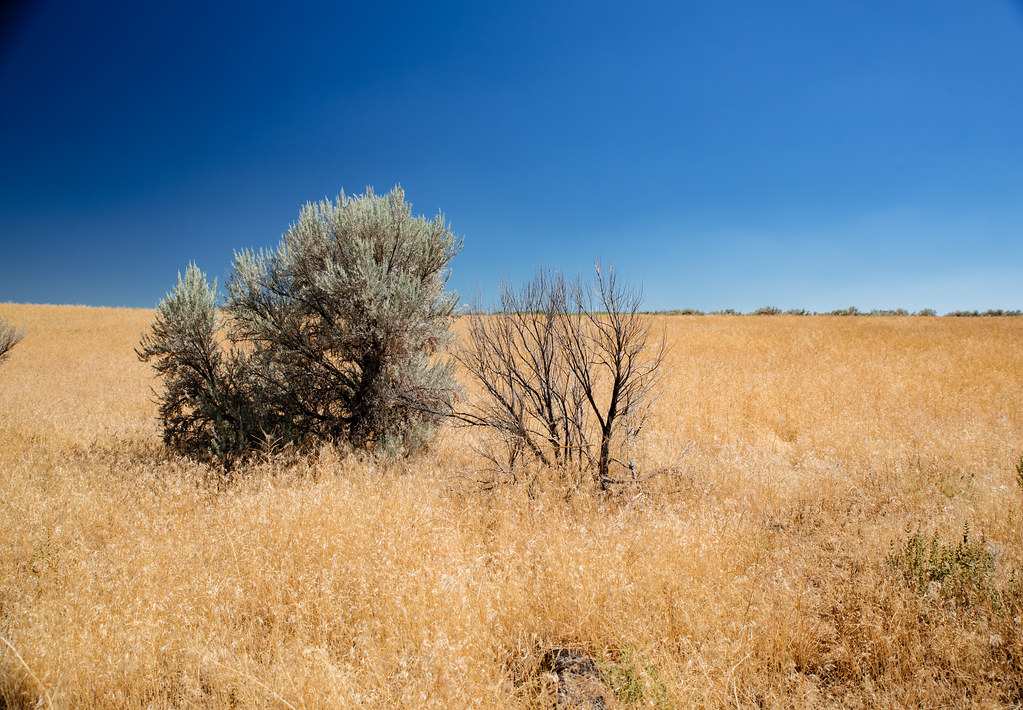 idahoan A lot of Idaho looks a lot like this. katie wheeler Flickr