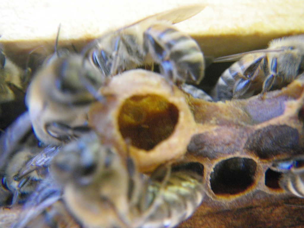 Egg in a queen cup Shawn Caza Flickr