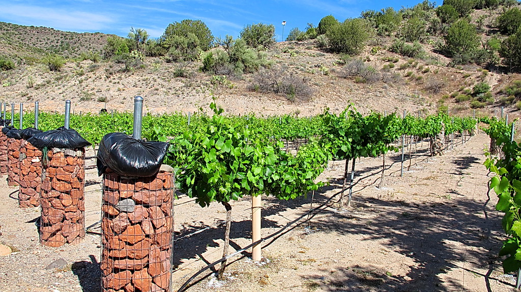 Vineyard Oak Creek Winery Page I took Page Springs Roa… Flickr