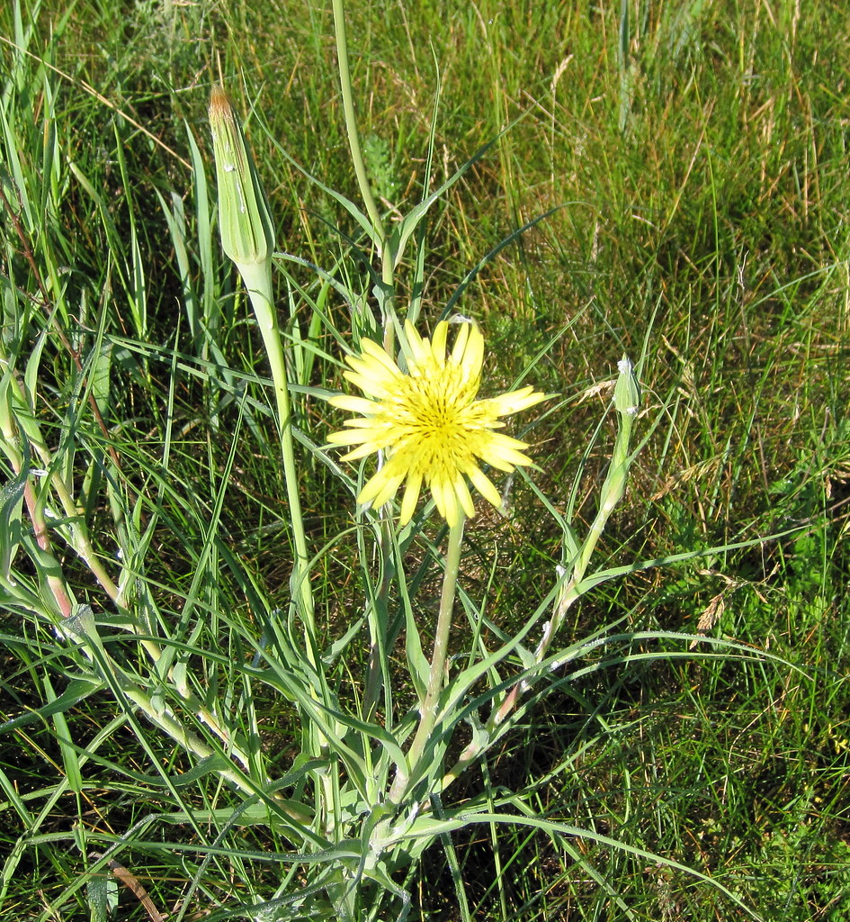 Yellow spiky flower Yellow Salsify, Tragopogon dubius KarliAnderson