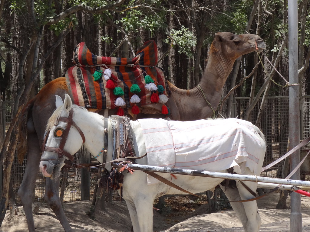 Camel and Horse outside Archaeological Site Persepolis … Flickr