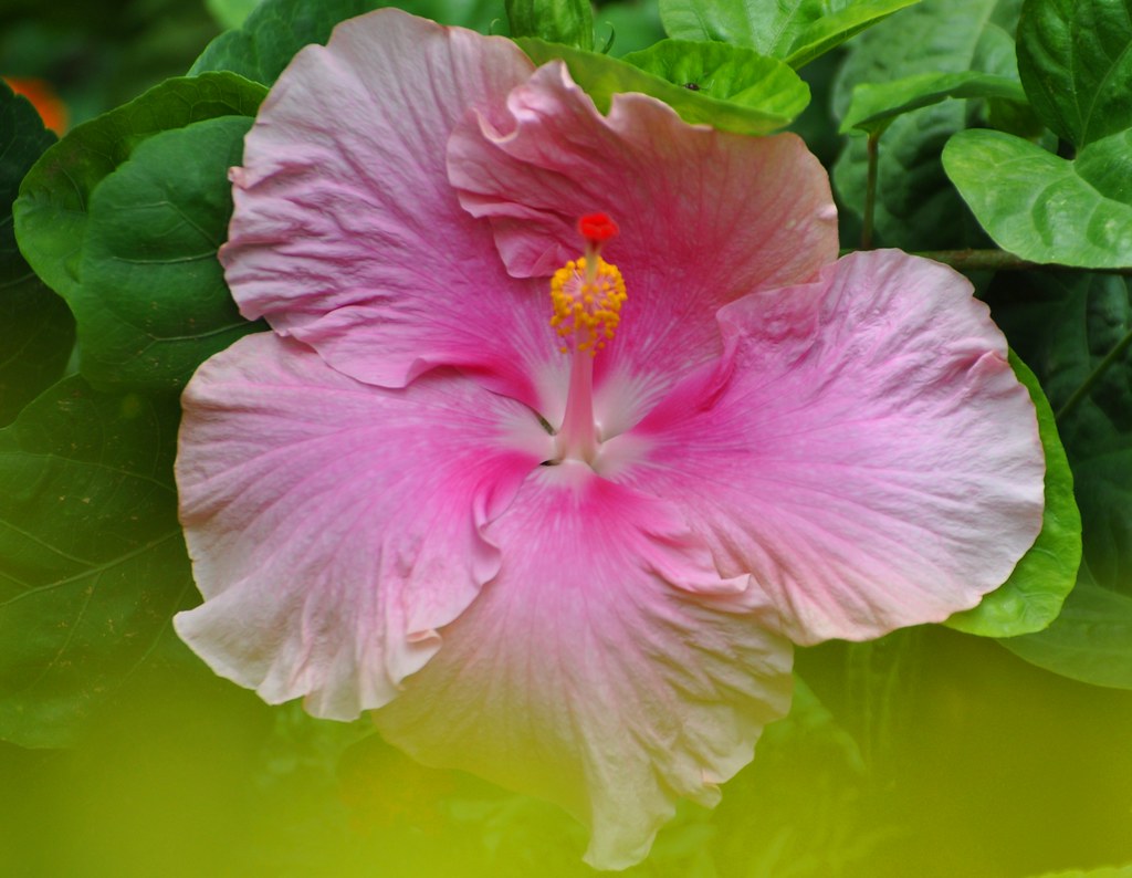 Hibiscus in a dream To dream Hibiscus means respect. It is… Flickr