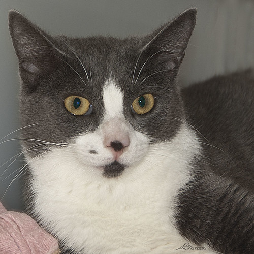 Liberty 333132 Animal Shelter Assistance Program Flickr