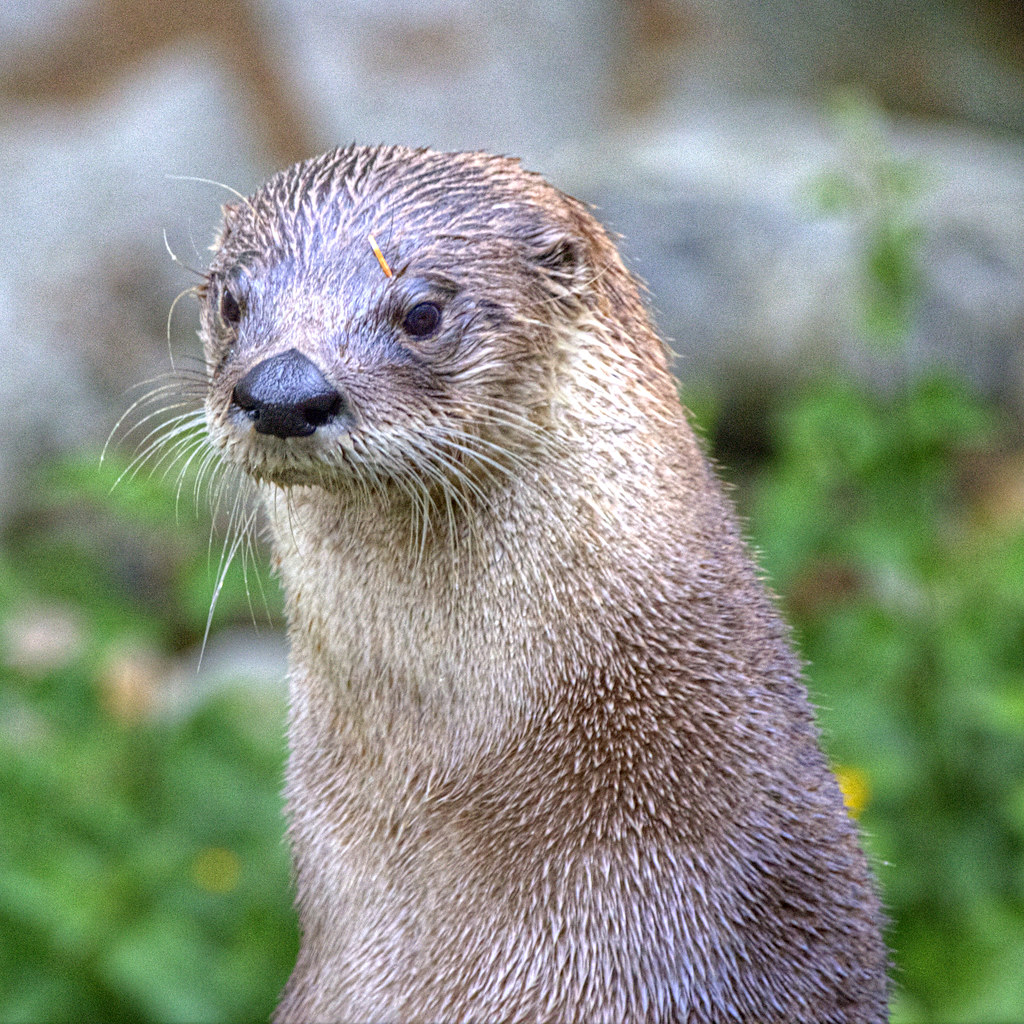 20120607 Otter at the Sealife Centre near Oban On our fi… Flickr