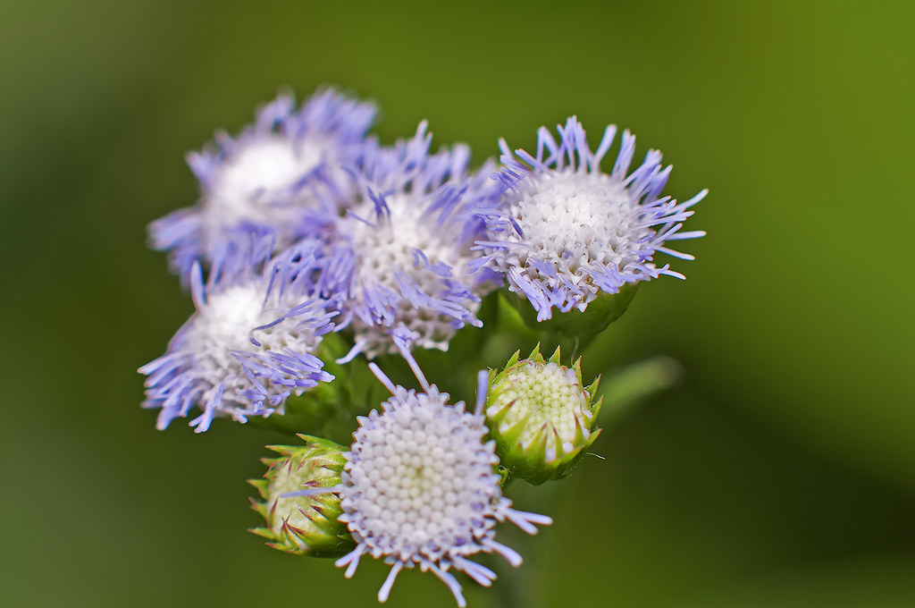 macroa jun dacumos Flickr