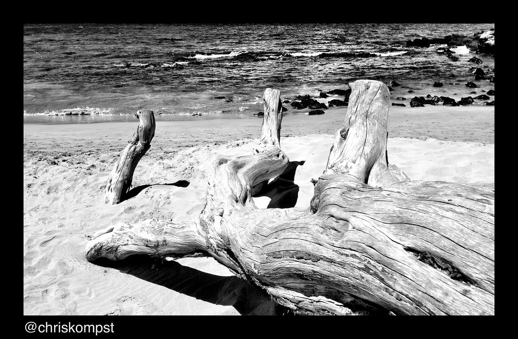 Black and white driftwood. Driftwood along shore, black an… Flickr