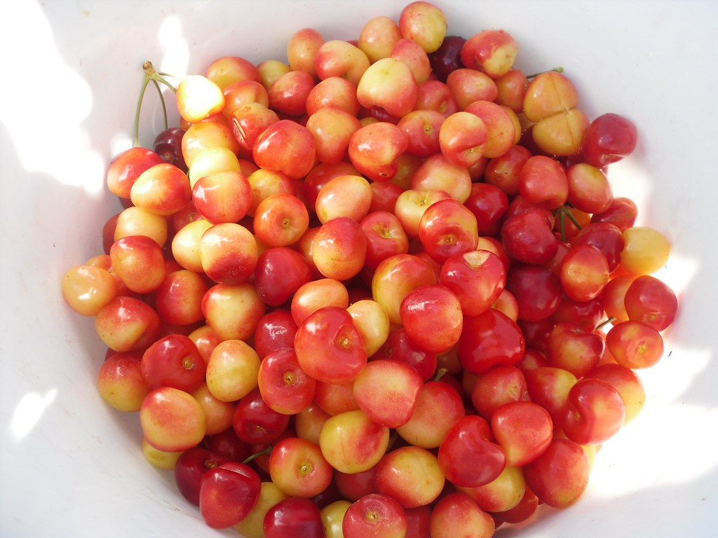 cherries cherry picking in Brentwood, CA SuanKnits Flickr