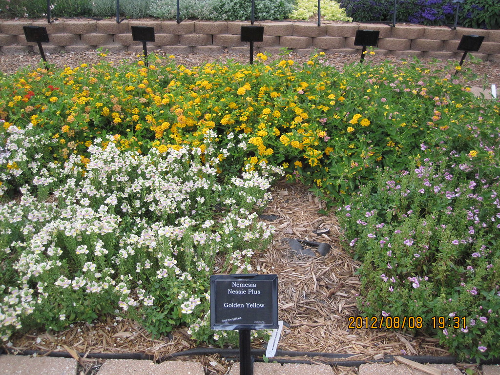 nemesia nessie plus golden yellow Susan Liou Flickr