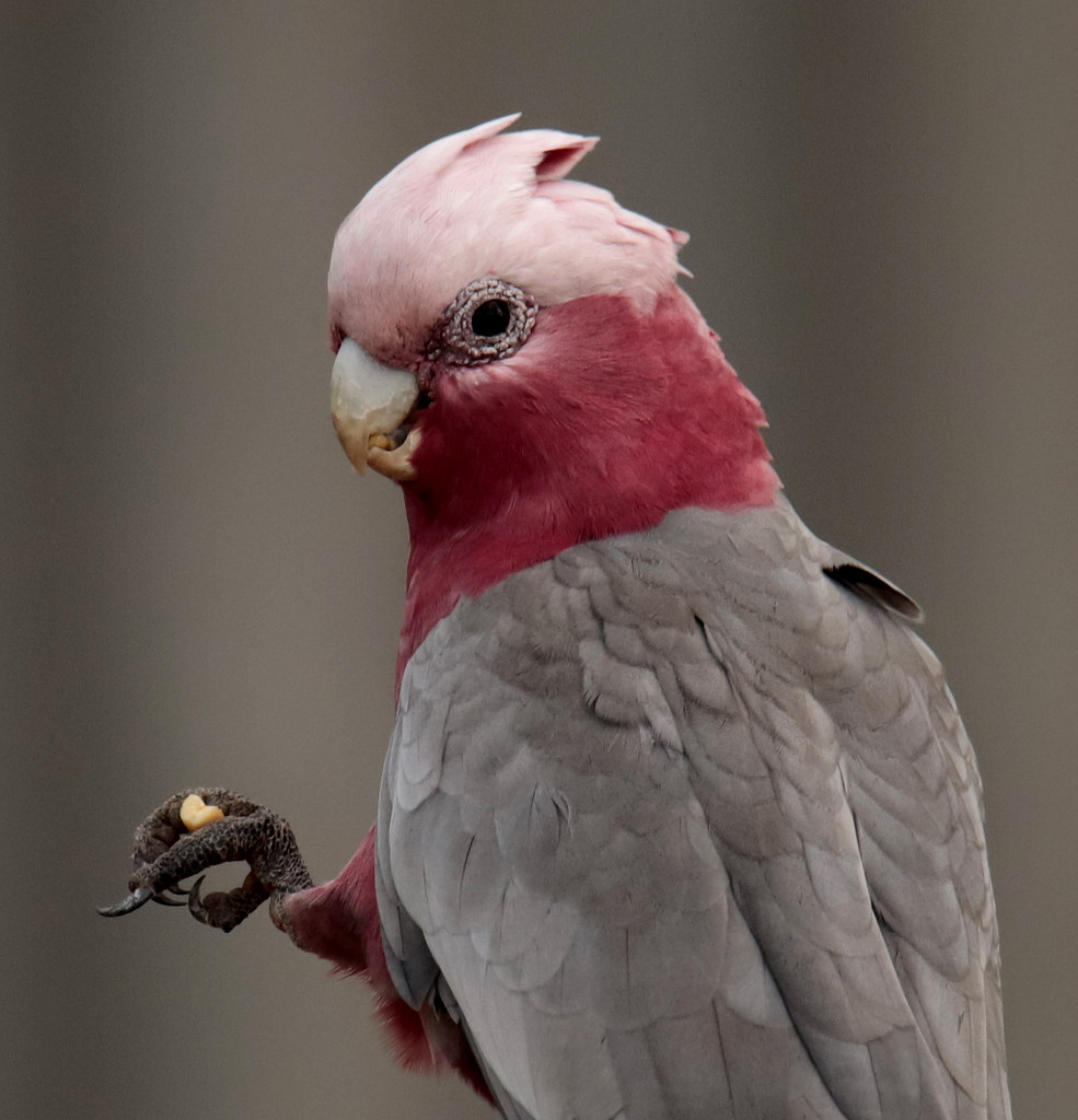 The Galah (Rosebreasted Cockatoo) These birds like to sho… Flickr