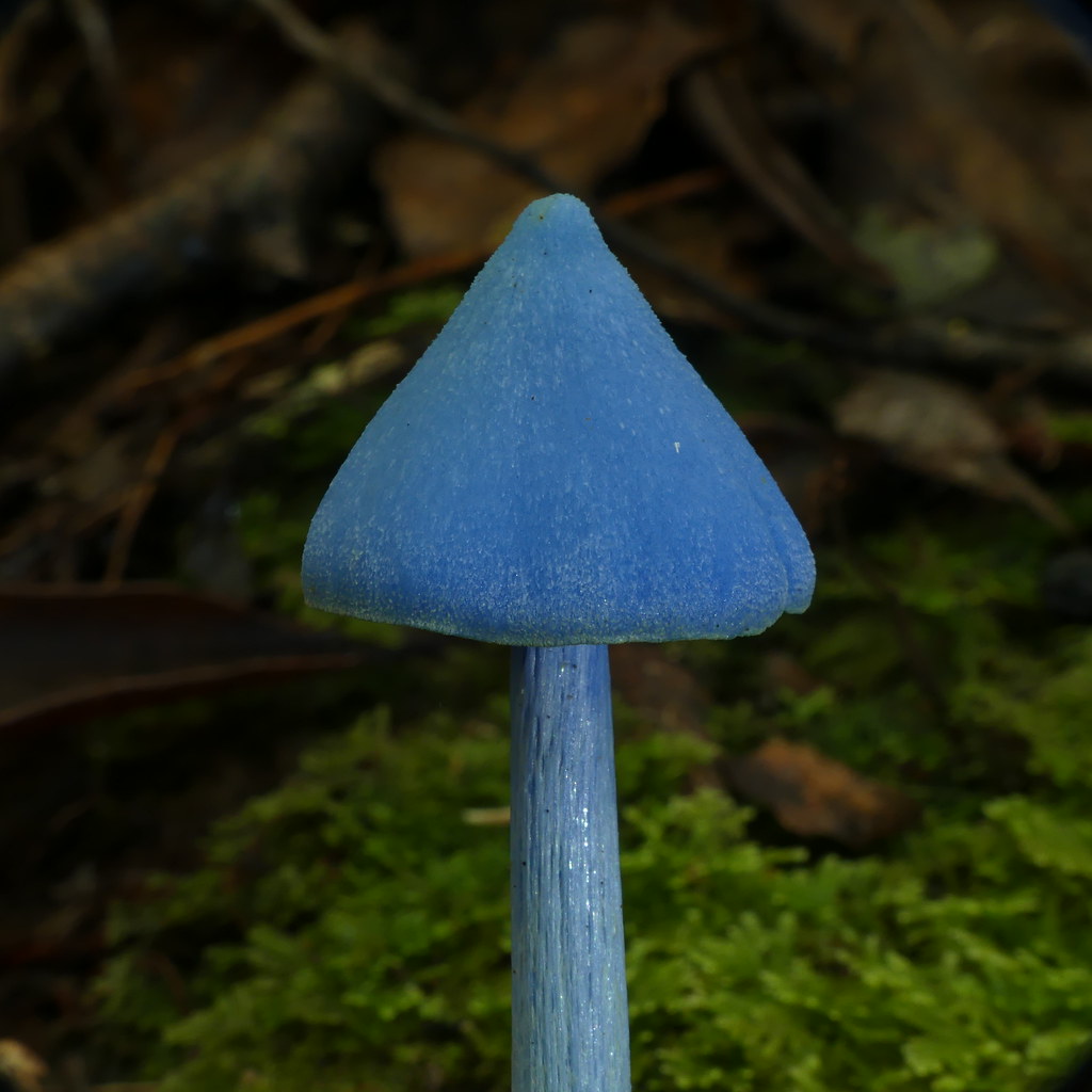 Blue Entoloma Just like on Elder Scrolls Entoloma hochst… Flickr