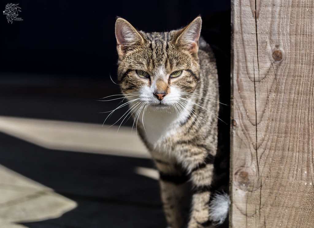Farm Cat One of the farm cats at South Penquite Farm 25/03… Flickr