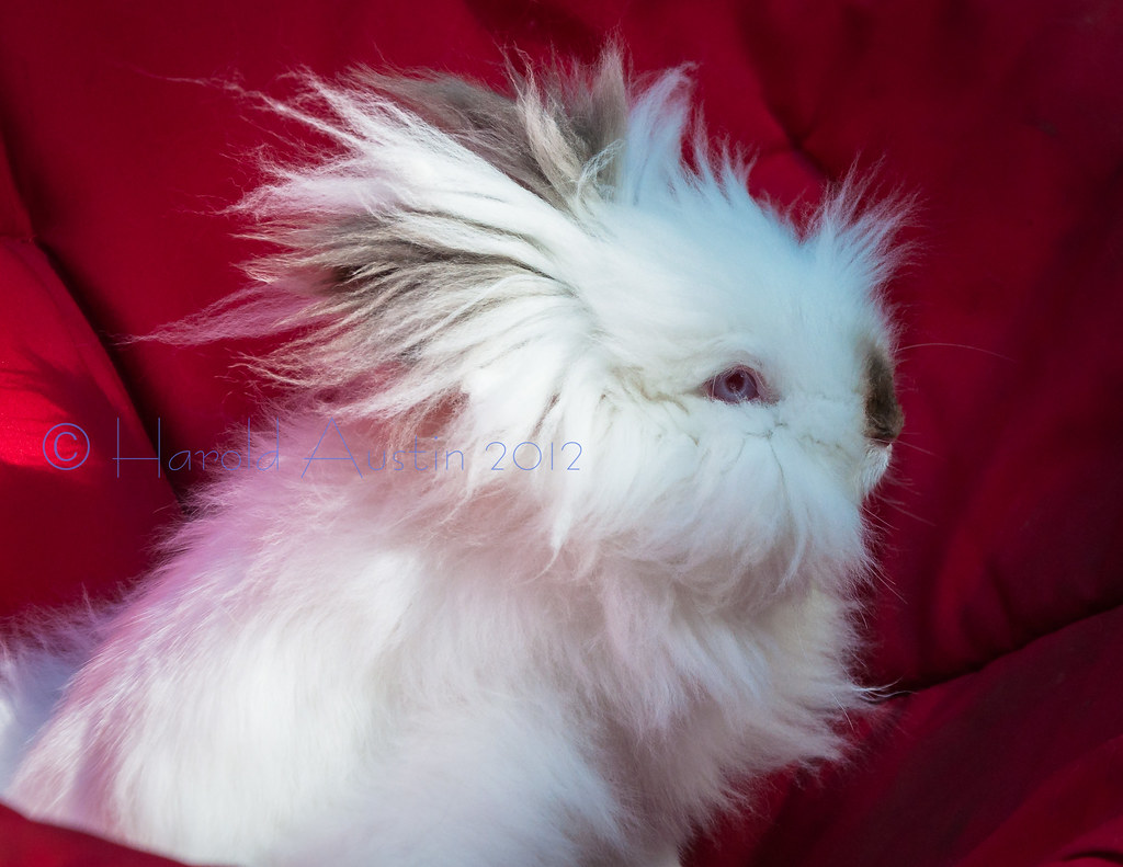 Tibbar Lionhead rabbit; extremely cuddly. leash trained an… Flickr